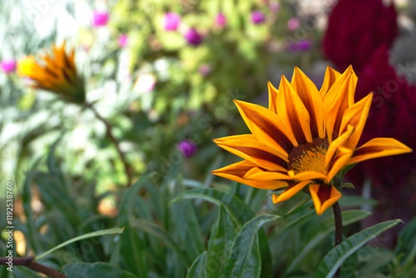 Obraz 日陰で咲くガザニア