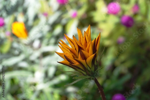 Obraz 日陰で咲くガザニア