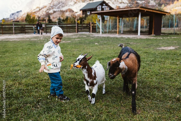 Fototapeta Little boy playing with goats on green meadow in autumn day.
