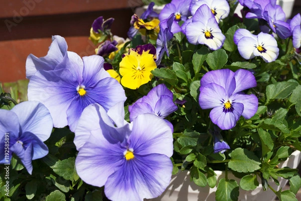 Fototapeta パンジーの鉢植え