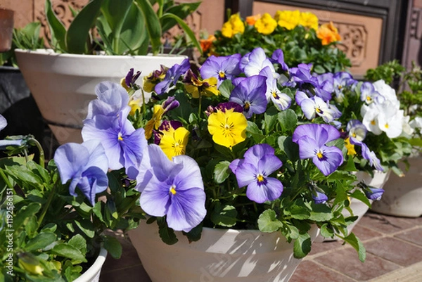 Fototapeta パンジーの鉢植え
