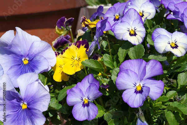 Fototapeta パンジーの鉢植え