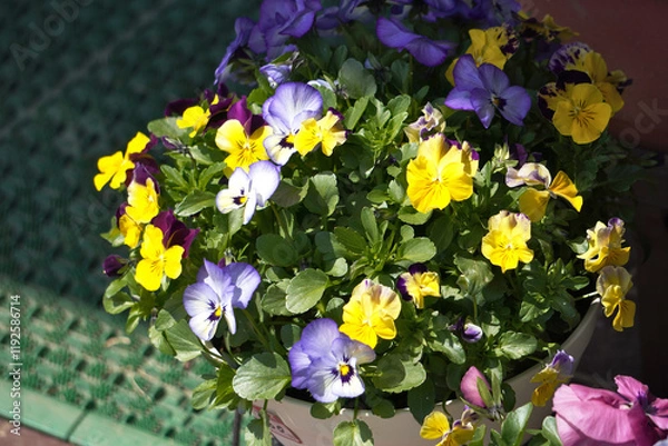 Fototapeta パンジーの鉢植え