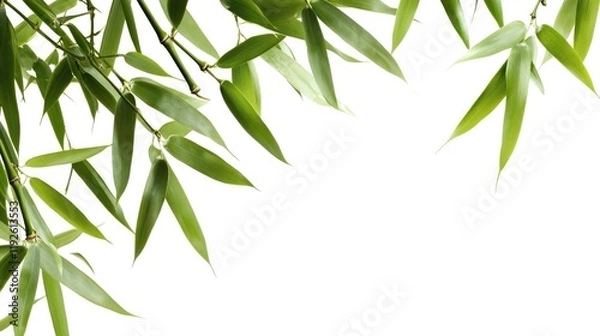 Obraz Bamboo leaves isolated on white background ideal for nature themed design or botanical projects with ample space for text placement