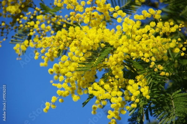 Obraz BRANCHES DE MIMOSA