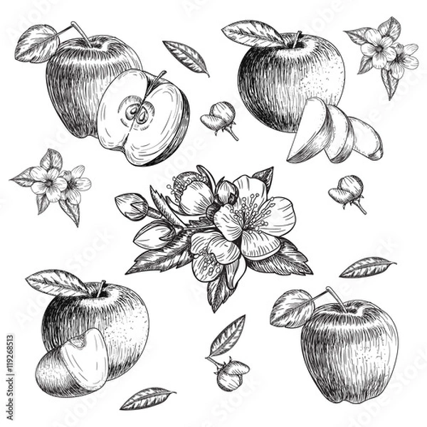 Obraz Set of hand drawn apple. Vintage sketch style illustration. Organic eco food. Whole , sliced pieces half,leaves and flowers leave . Fruit engraved  .