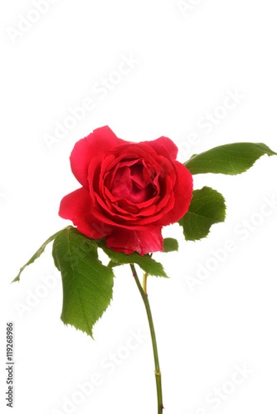 Fototapeta red rose with leaves