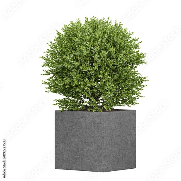 Obraz Potted Box Pothos plants isolated on transparent Canvas