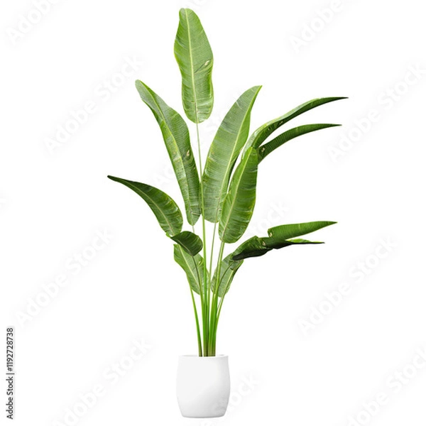 Obraz collection of Strelitzia nicolai Plant in white planter with realistic style