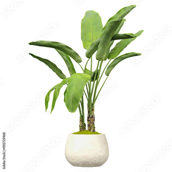 Obraz Indoor Strelitzia nicolai plants in  planter isolated on transparent Canvas
