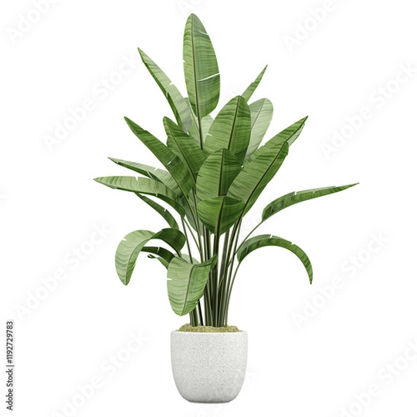 Obraz Potted green Strelitzia nicolai plants isolated on transparent Canvas