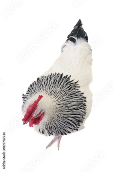 Obraz Rooster on white background