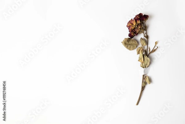 Fototapeta Dry rose flower taped with patch to white paper with copy space
