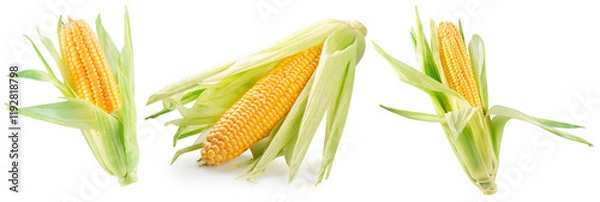 Fototapeta set of corn ears isolated on white background