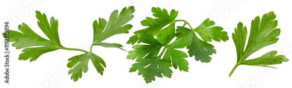 Fototapeta set of parsley isolated on white background
