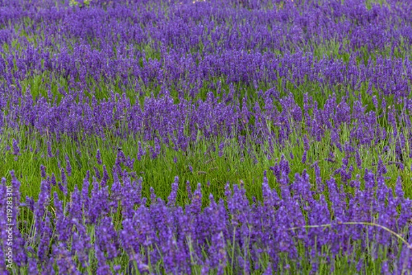 Fototapeta lavender fields
