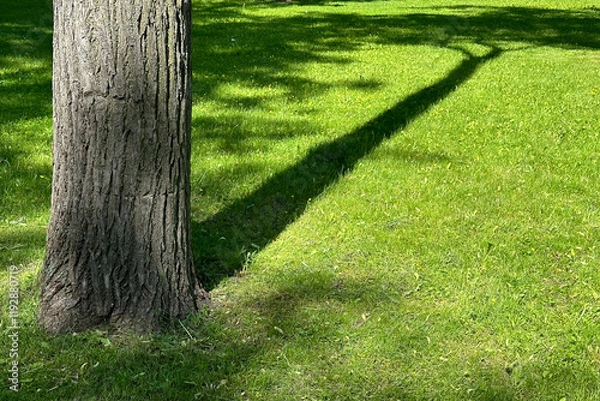 Fototapeta The trunk of an old tree, a beautiful tree shadow on the bright green grass on a summer sunny day.