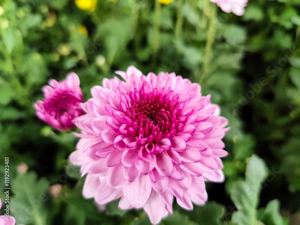 Fototapeta Close-Up of Vibrant Pink Chrysanthemum Blossom in a Lush Green Garden