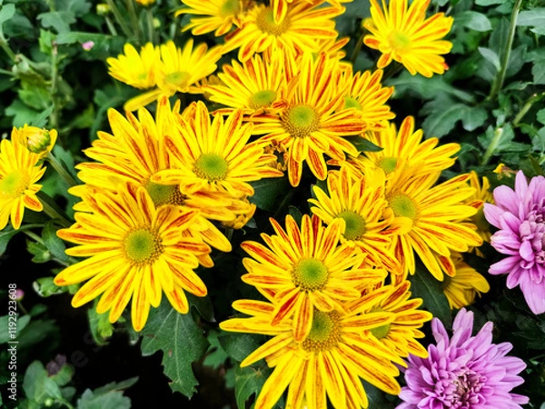Fototapeta Beautiful Vibrant Yellow and purple Chrysanthemums in Bloom Surrounded by Green Leaves
