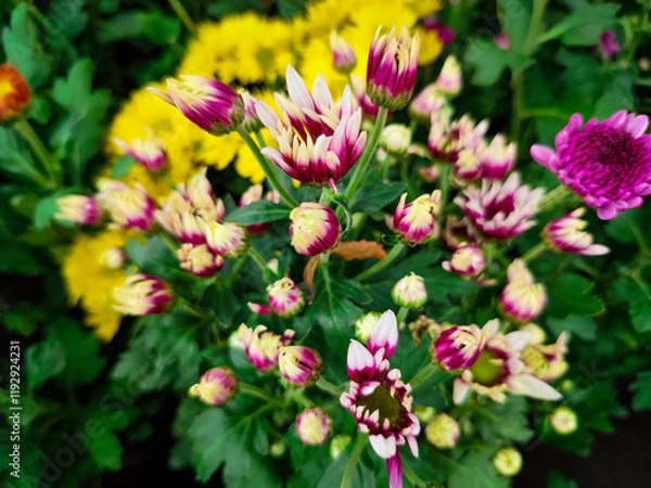 Fototapeta Selective focus Purple and Yellow Chrysanthemum in Flower Garden