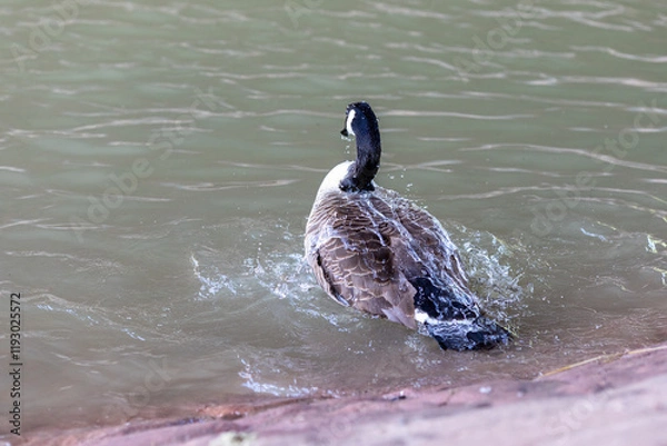 Fototapeta A Canada goose splashes water as it moves forward in a river or pond. Droplets of water glisten on its feathers, emphasizing the dynamic motion in this natural setting.