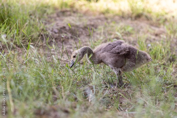 Fototapeta A single fluffy gosling stands in tall grass, pecking at the ground while exploring its surroundings. The soft feathers and delicate posture create a serene and natural atmosphere.
