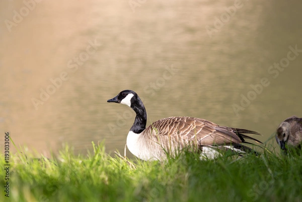 Fototapeta A Canada goose stands at the edge of the water, with rippling reflections visible on the surface. The bird's detailed plumage and posture are clearly captured, creating a serene and natural scene.