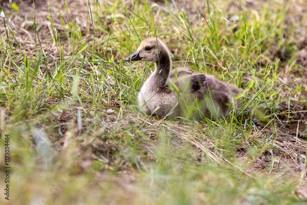 Fototapeta A gosling rests in a grassy area, nibbling on vegetation. The soft lighting and natural surroundings highlight the peaceful and innocent nature of the young bird.