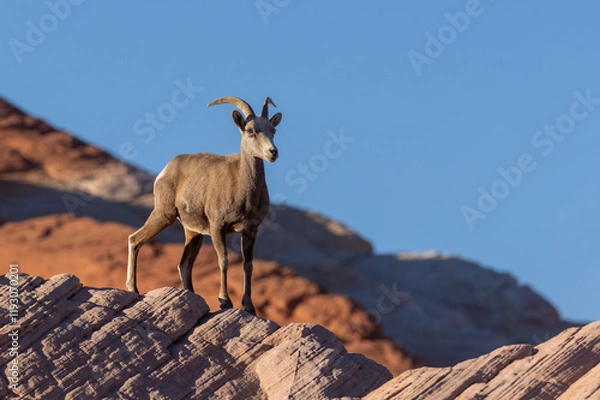 Fototapeta Desert Bighorn Sheep ewe in Valley of Fire State park Nevada