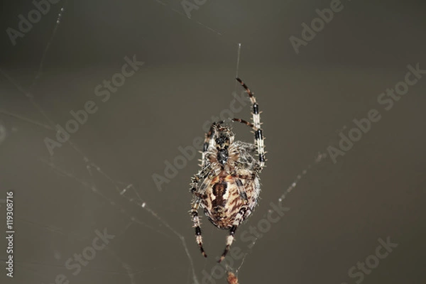Fototapeta a large spider on a web in the forest in summer