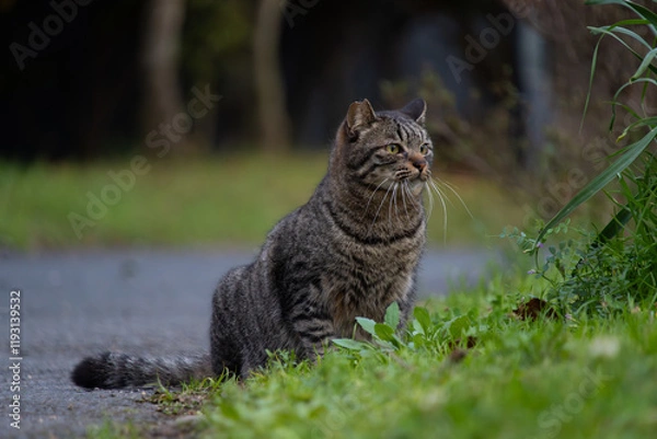 Obraz 路上で何かを狙ってるキジトラ柄の野良猫
