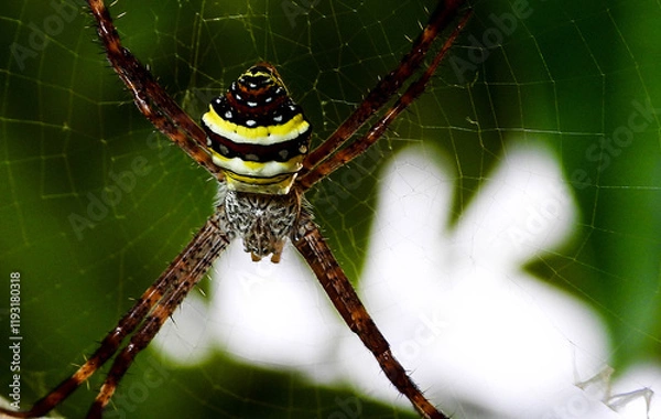 Obraz spider on web