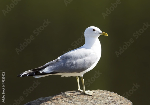 Fototapeta The common gull (Larus canus) standing on a rock.