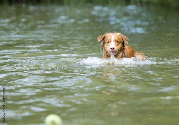 Fototapeta A toller is fetching the ball from the water. The dog is full of energy. The dog breed is Nova Scotia duck tolling retriever also known as the toller. 