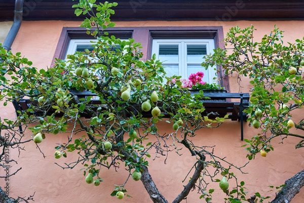 Obraz Birnbaum als Spalierbaum an einer Fassade als Dekoration in Rothenburg ob der Tauber in Deutschland