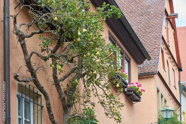 Obraz Birnbaum als Spalierbaum an einer Fassade als Dekoration in Rothenburg ob der Tauber in Deutschland