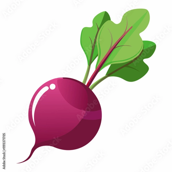 Fototapeta radish isolated on white