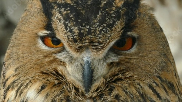 Fototapeta head of a beautiful owl with an attentive look close-up