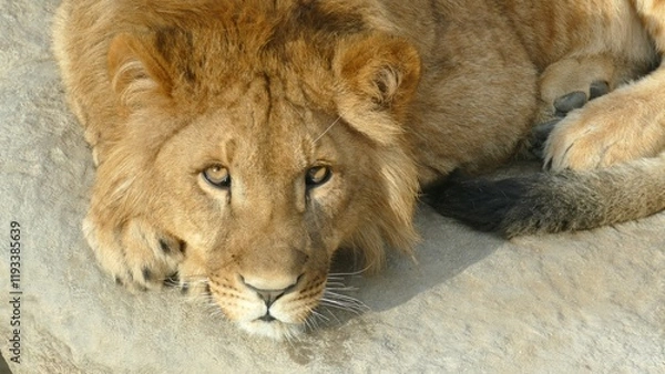 Fototapeta handsome lion looks with an attentive gaze