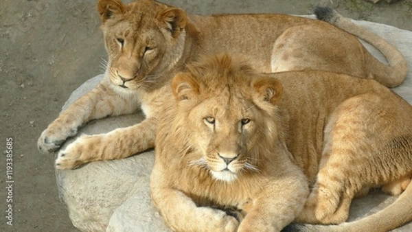 Fototapeta beautiful lion family relaxing on rocks