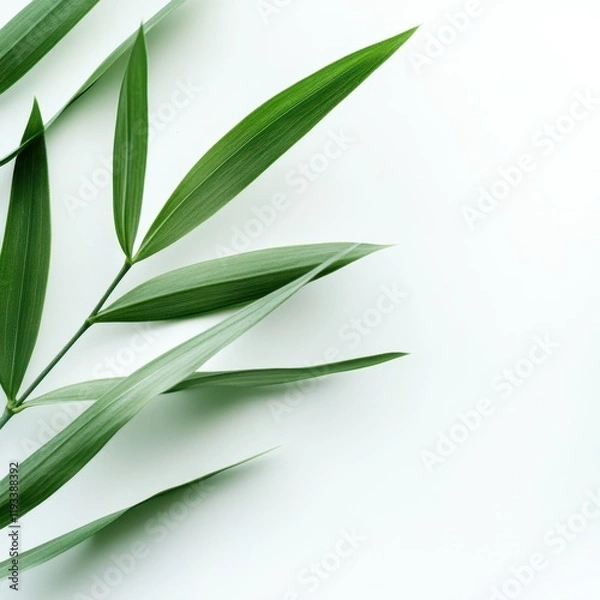 Fototapeta A vibrant green leaf rests on a pristine white surface, creating a striking contrast against the clean white background.