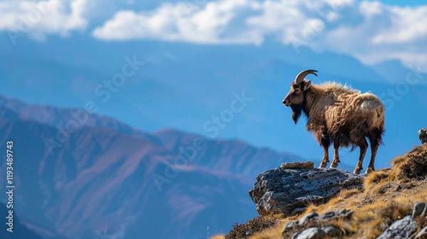 Fototapeta A wild takin standing on a rocky hill in the Bhutan Himalayas, positioned on the right with blurred distant mountains and blue skies framing the scene