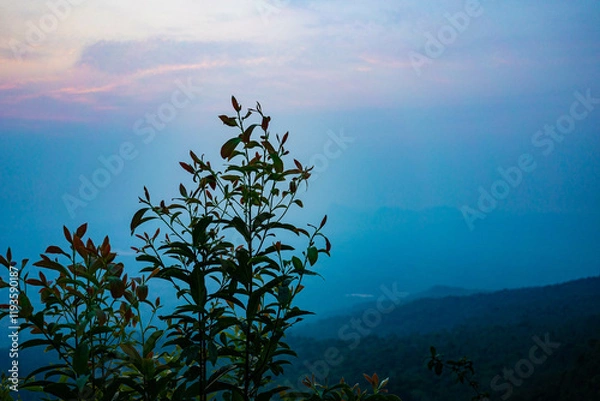 Fototapeta 日の出を待つ草花(タイ)