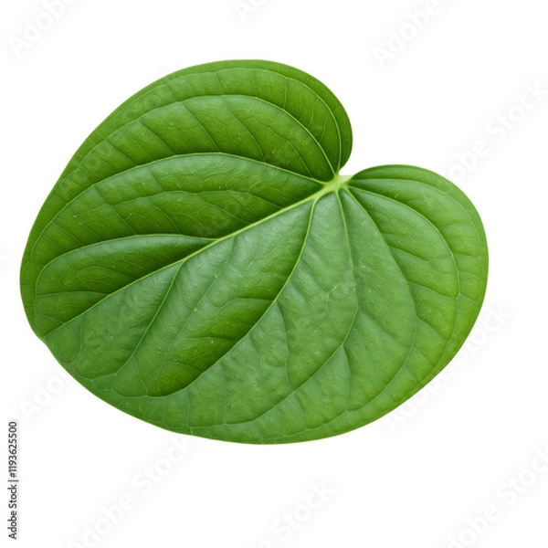 Obraz green leaf isolated, Round leaves, transparent background.