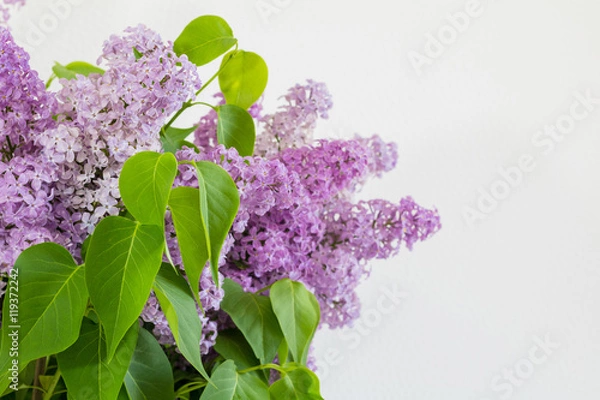 Obraz Lilac flowers over white background