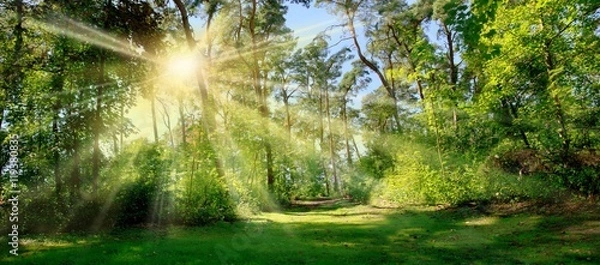 Obraz Sonnenschein im Wald