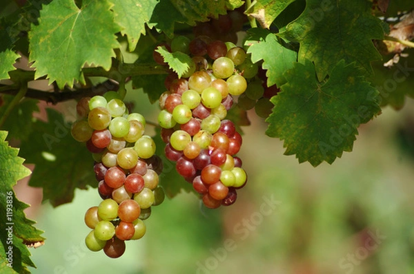Obraz grappes de raisins