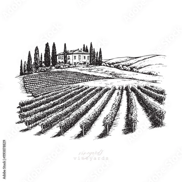 Obraz Vineyards landscapes sketched abstract digital illustration