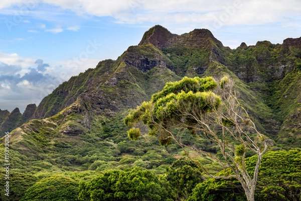 Fototapeta Seen from Kualoa Park, a twisted tree stands before jagged peaks of the Ko’olua Mountains on the Island of Oahu, Hawaii.