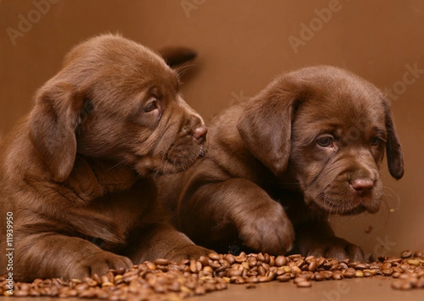 Obraz Two chocolate puppies.